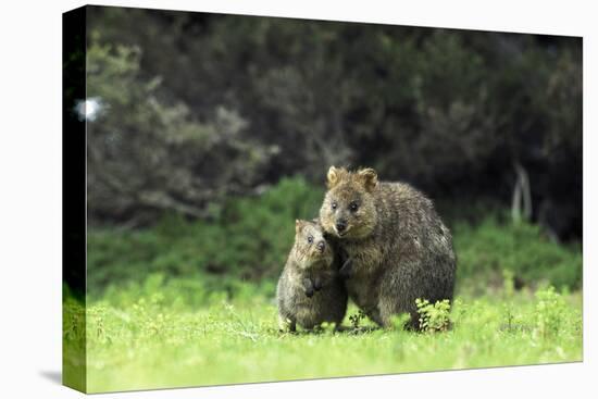 Quokka Female and Young-null-Stretched Canvas