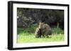 Quokka Female and Young-null-Framed Photographic Print