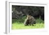 Quokka Female and Young-null-Framed Photographic Print