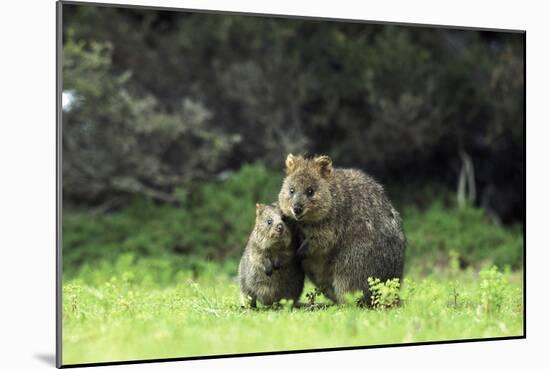 Quokka Female and Young-null-Mounted Photographic Print