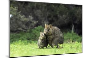 Quokka Female and Young-null-Mounted Photographic Print