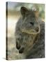 Quokka (Setonix Branchyuras)-Whitepointer-Stretched Canvas