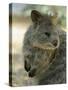 Quokka (Setonix Branchyuras)-Whitepointer-Stretched Canvas