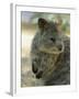 Quokka (Setonix Branchyuras)-Whitepointer-Framed Premium Photographic Print