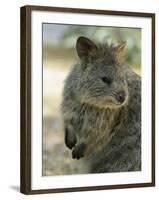 Quokka (Setonix Branchyuras)-Whitepointer-Framed Premium Photographic Print