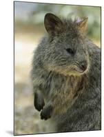 Quokka (Setonix Branchyuras)-Whitepointer-Mounted Premium Photographic Print