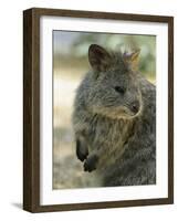 Quokka (Setonix Branchyuras)-Whitepointer-Framed Photographic Print