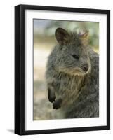 Quokka (Setonix Branchyuras)-Whitepointer-Framed Photographic Print