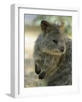 Quokka (Setonix Branchyuras)-Whitepointer-Framed Photographic Print