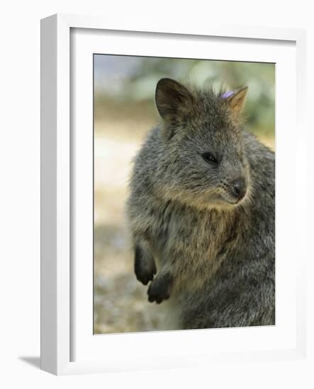 Quokka (Setonix Branchyuras)-Whitepointer-Framed Photographic Print