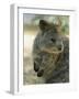 Quokka (Setonix Branchyuras)-Whitepointer-Framed Photographic Print