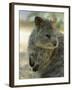 Quokka (Setonix Branchyuras)-Whitepointer-Framed Photographic Print