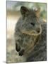 Quokka (Setonix Branchyuras)-Whitepointer-Mounted Photographic Print