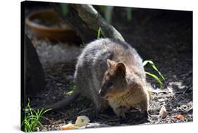 Quokka-ozflash-Stretched Canvas