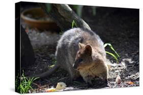 Quokka-ozflash-Stretched Canvas