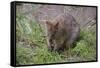 Quokka-ozflash-Framed Stretched Canvas