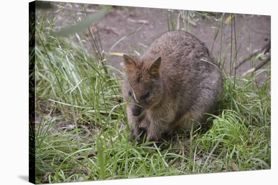 Quokka-ozflash-Stretched Canvas