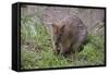 Quokka-ozflash-Framed Stretched Canvas