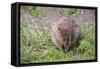 Quokka-ozflash-Framed Stretched Canvas