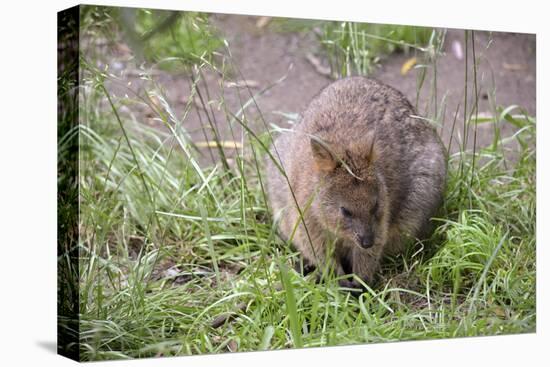 Quokka-ozflash-Stretched Canvas