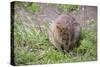 Quokka-ozflash-Stretched Canvas