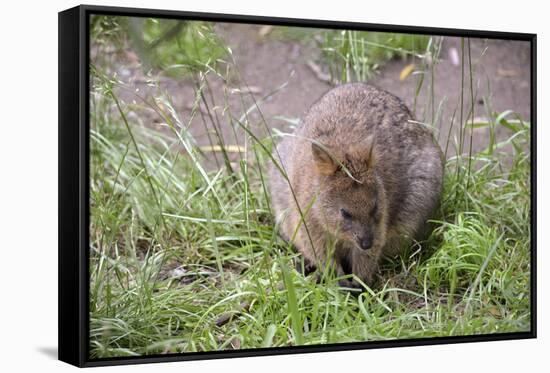 Quokka-ozflash-Framed Stretched Canvas