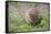 Quokka-ozflash-Framed Stretched Canvas