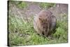 Quokka-ozflash-Stretched Canvas