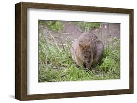 Quokka-ozflash-Framed Photographic Print