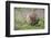 Quokka-ozflash-Framed Photographic Print