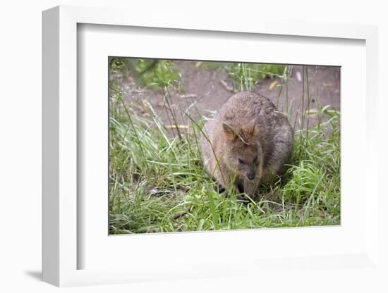 Quokka-ozflash-Framed Photographic Print