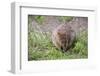 Quokka-ozflash-Framed Photographic Print