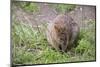 Quokka-ozflash-Mounted Photographic Print