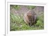 Quokka-ozflash-Framed Photographic Print