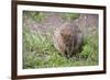 Quokka-ozflash-Framed Photographic Print