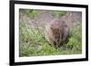 Quokka-ozflash-Framed Photographic Print