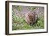 Quokka-ozflash-Framed Photographic Print