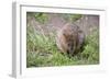 Quokka-ozflash-Framed Photographic Print