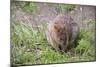 Quokka-ozflash-Mounted Photographic Print