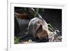 Quokka-ozflash-Framed Photographic Print