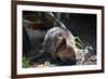 Quokka-ozflash-Framed Photographic Print