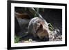 Quokka-ozflash-Framed Photographic Print