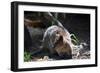 Quokka-ozflash-Framed Photographic Print