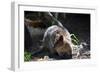 Quokka-ozflash-Framed Photographic Print