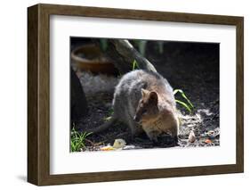 Quokka-ozflash-Framed Photographic Print