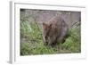 Quokka-ozflash-Framed Photographic Print