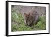 Quokka-ozflash-Framed Photographic Print