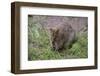 Quokka-ozflash-Framed Photographic Print