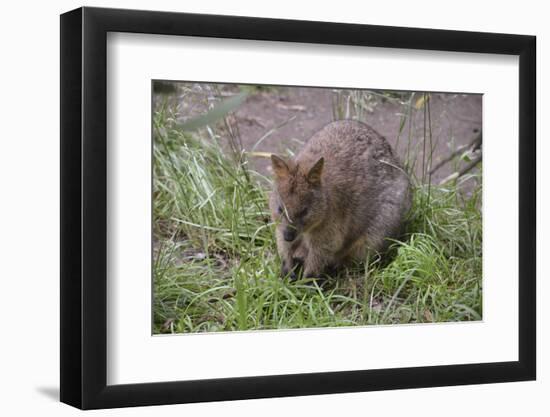 Quokka-ozflash-Framed Photographic Print