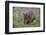 Quokka-ozflash-Framed Photographic Print